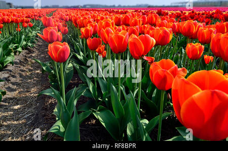 Fields of orange and pink tulips in Holland specially grown for their famous bulbs Foto Stock