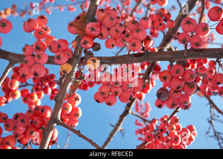 Malus, crab apple frutto Foto Stock