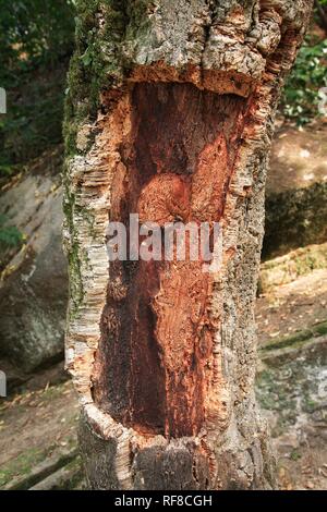 Quercia da sughero (Quercus suber), strippati Foto Stock