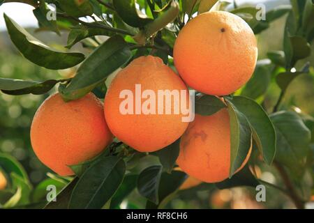 Le arance in una struttura ad albero Foto Stock