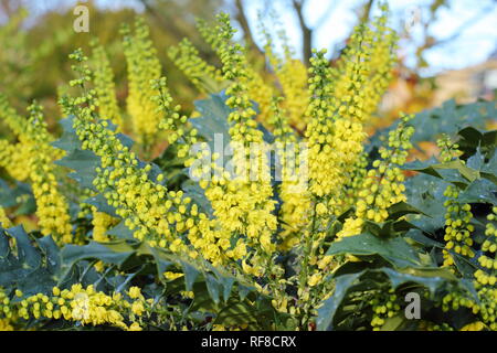 Mahonia x media "Carità" fioritura in inverno (novembre) in un giardino DEL REGNO UNITO Foto Stock