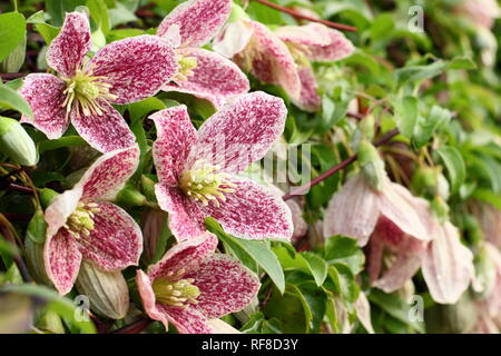 Clematis cirrhosa var. purpurascens 'lentiggini' fiori in inverno, UK. Modulo Gas Anestetici Foto Stock