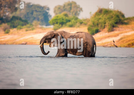 Un elefante, Loxodonta africana, sorge ginocchio profondo in acqua, corpo bagnato, trunk spruzza acqua, guardando lontano. Foto Stock