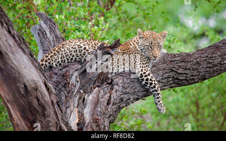 Un leopardo, Panthera pardus, risiede in un albero, drappeggio gamba anteriore al disopra del ramo, guardando lontano, verde in background. Foto Stock
