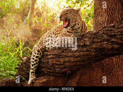 Un leopardo, Panthera pardus, abbracci un caduto sopra il ramo di un albero snarls e guardando lontano, a bocca aperta, la luce solare e la vegetazione in background Foto Stock