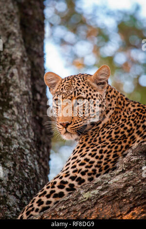 Un leopard's head, Panthera pardus, giacente in un albero, guardando lontano Foto Stock