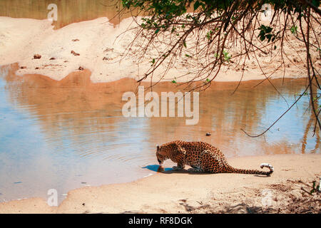 Un leopardo, Panthera pardus, giace sulla sabbia e giri in acqua da un fiume, torna alla fotocamera, increspature in acqua Foto Stock