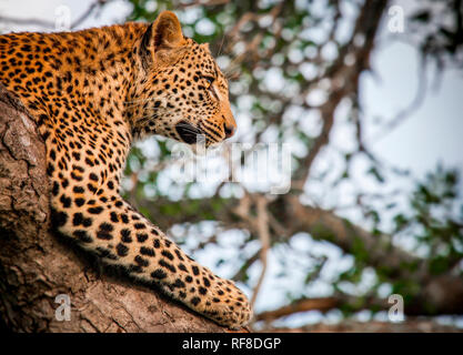 Un leopardo della testa e gamba anteriore, Panthera pardus, giacente in un albero, testa in alto, guardando lontano Foto Stock