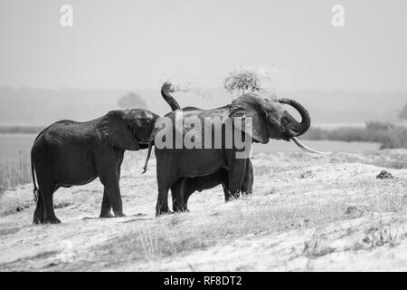 Un branco di elefanti, Loxodonta africana, stand sulla sponda di un fiume di sabbia a spruzzo sul loro retro con le loro linee, in bianco e nero Foto Stock