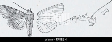 . Catalogo dei lepidotteri Phalaenae nel British Museum. Falene. 280 xocTriD.T.. 3892. Acroriodes diplolopha. AcroriocJcs diploloiAa, Druce, A.M.N. H. (8) i. p. 303 (1908). Testa e torace bright rufous miscelati con alcuni chestnut- brown ; palpi e il vertice della testa castagno scuro-marrone; tegulaj nero alla base e con due lievi linee mediale ; metathoracic crest nerastra ; tarso brown inanellato con Avhite giallastra; addome ochreous, le creste rufous, nero a suggerimenti, segmenti terminali con dorsali e laterali di macchie nere. Ala Eore deep rufous alla linea postmedial, le vene con leggera striatura pallido Foto Stock