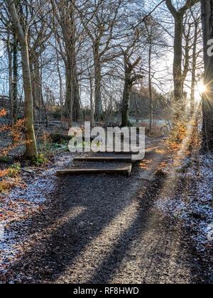Il primo disco frost dell'anno presso Hardwick Hall Estate nel Derbyshire. Foto Stock