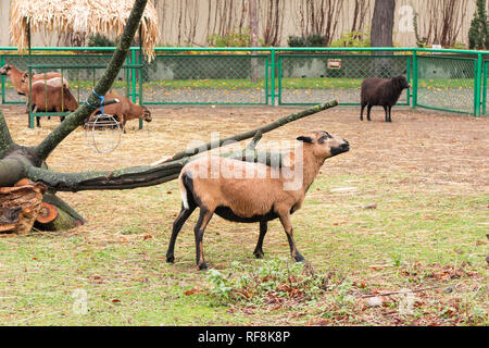 Camerun pecore graffiare torna sul ramo Foto Stock
