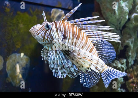 Leone Rosso (pterrois volitans) pericolo pesci di acquario Foto Stock