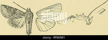 . Catalogo dei lepidotteri Phalaenae nel British museum. Falene. 280 KOCTTJID.'E. 3892. Acroriodes diplolopha. Acroriodes diplolopha, Druce, A.M.N.H. (8) i. p. 303 (1008). Testa e torace bright rufous miscelati con alcuni chestnut- brown ; palpi e il vertice della testa castagno scuro-marrone ; tegulaj nero alla base e con due lievi linee mediale ; metathoracie crest nerastra; tarso inanellato marrone con bianco giallastro; addome ochreous, le creste rufous, nero a suggerimenti, segmenti terminali con dorsali e laterali di macchie nere. Parafango anteriore profondo rufous alla linea postmedial, le vene con lieve strea pallido Foto Stock