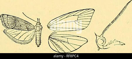 . Catalogo dei lepidotteri Phalaenae nel British Museum. Falene; Lepidotteri. PEXINOLA. /9 genere PEXINOLA, nov. Tj'-pe, P. longirostris. Proboscide completamente sviluppato ; porrecfc palpi, che si estende ben tre volte la lunghezza della testa e fortemente curvata verso il basso e la seconda falange sfrangiato con i capelli al di sopra e con ciuffo a seguito di ingombro, la terza ben sviluppato; antenna della femmina ciliate minutamente; gambe lunghe e sottili, gli speroni a lungo. Parafango anteriore allungata, stretta, l'apice prodotte e acuta ; le vene 2 e 3 curve, l'ex da vicino a angolo di cella, quest'ultimo da angolo; 4 da angolo ; 5 fro Foto Stock