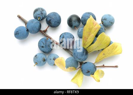 Produrre, Blackthorns o prugnole (Prunus spinosa) Foto Stock