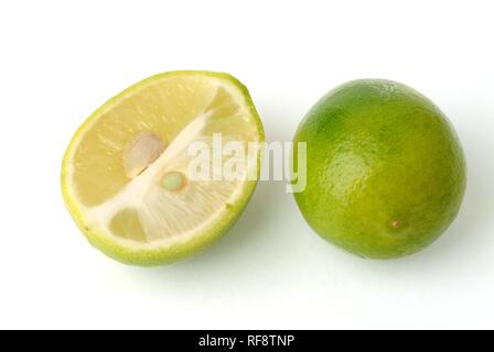 Limequats (Citrus × Fortunella), frutto della mescolanza di Key Lime (Citrus aurantiifolia) e Kumquat (Fortunella japonica) Foto Stock