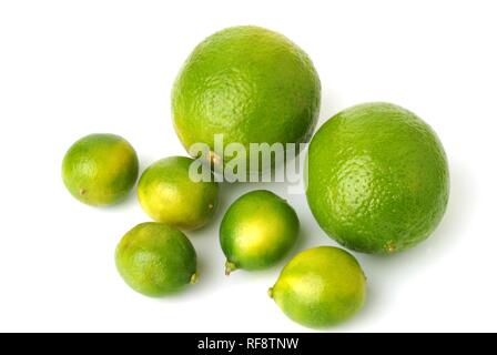 Limequats (Citrus × Fortunella), frutto della mescolanza di Key Lime (Citrus aurantiifolia) e Kumquat (Fortunella japonica) Foto Stock