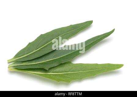 Bagno turco razzi o Hill senape o presenta verrucosa cavolo (Bunias orientalis) Foto Stock