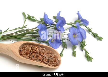 Lino o di semi di lino (Linum usitatissimum), pianta medicinale Foto Stock