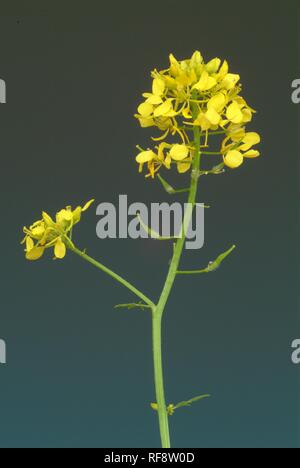 - Di colore bianco o giallo senape (Sinapis alba o Brassica alba), pianta medicinale Foto Stock