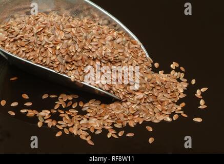 Flax or Linseed (Linum usitatissimum) Foto Stock
