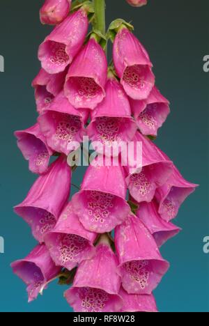 Foxglove viola o Lady del guanto (Digitalis purpurea) Foto Stock