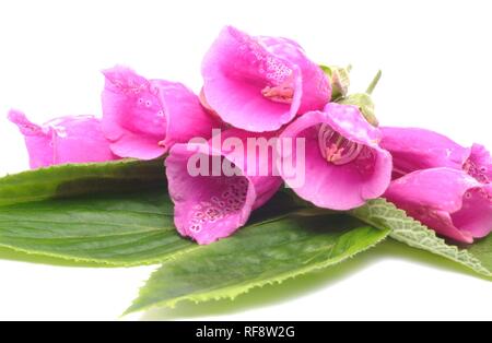 Foxglove viola o Lady del guanto (Digitalis purpurea) Foto Stock