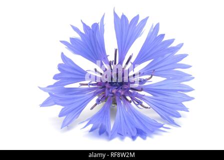 Fiordaliso o Bluebottle (Centaurea cyanus) Foto Stock