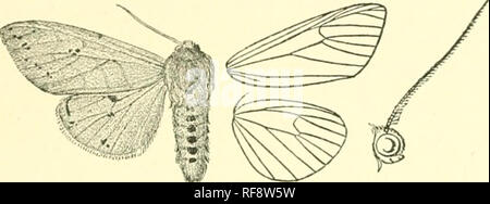 . Catalogo dei lepidotteri Phalaenae nel British Museum. Falene. DIACIMSIA. 319 verso l'esterno agaiu ; cilia ochreous. Hind wing ])aler verde; cilia ochreous. Hah. Ecuador, Loja, 1 S tipo + in Coll. Uognin. Alry&GT;. :JO millira. SiXT. III. (Isia). Antenuii; di maschio ciliate. A. parafango anteriore con serie di {articolazioni isahellu. B. parafango anteriore witli tvvu dit^punti coidal placida. C. parafango anteriore con scuri nmcuhite bande, le vene arancione, definita sulla zona terminale da striature nere intricata. 1821. Diacrisia Isabella. Phalana imbclla. Abate &AMP; Smith, LEP. Georg. ii. pi. fi()(1797); Kirby, Cat. Het. p. 244. V Foto Stock