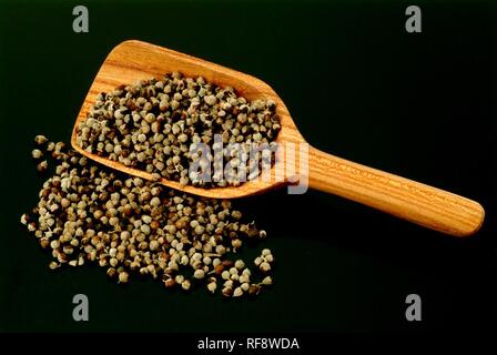 Struttura di casta o Chasteberry o del fratello pepe (Vitex agnus-castus), semi di piante medicinali, tè Foto Stock