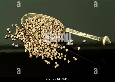 Struttura di casta o Chasteberry o del fratello pepe (Vitex agnus-castus), semi di piante medicinali, tè Foto Stock