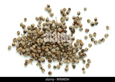 Struttura di casta o Chasteberry o del fratello pepe (Vitex agnus-castus), semi di piante medicinali, tè Foto Stock