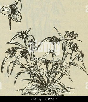 . Catalogo di hardy alberi ornamentali, arbusti, e vigne, Hardy fiori e grandi e piccoli frutti. Vivai (orticoltura) Massachusetts cataloghi; piante ornamentali, cataloghi; alberi piantine cataloghi; arbusti ornamentali Cataloghi Cataloghi di fiori e alberi da frutto piantine Cataloghi Cataloghi di frutta. Catalogo del vivaio di lettura, messa. -J. W. Manning, titolare. 145 timo - il timo. (Labiatce.) piuttosto a bassa crescita liane, fiorente in qualsiasi condizione di luce, ben drenato e "particolarmente adatta per il rivestimento di banche a secco; il noss specie affini preferiscono un parzialmente ombreggiata situazione e sono migliori del roc Foto Stock