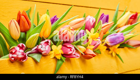 Coloratissimo banner giallo con molla di freschi Fiori e foglie verdi con multicolore tulipani e narcisi o narcisi in un vicino la disposizione lineare Foto Stock