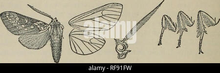 . Catalogo dei lepidotteri Phalaenae nel British Museum. British Museum (storia naturale). Dipartimento di Zoologia; tarme; Lepidotteri. 432 ARCTIAD^. lato, il primo giunto crimson, il 2° ochreous all'estremità; gambe crimson, contornate da ochreous, i giunti tarsale inanellato con nero ; addome cremisi pallido al di sopra e al di sotto di ochreous, parafango anteriore scuro. Fig. 177.-Metacrisia courregesi, J. y. marrone; con un ochreous patch a base sulla quale è un oscuro marrone-refilato band e alcuni rosa sul margine interno; un ochreous spot nella fine della cella e posto sotto la base di una vena 2 ; una linea obliqua di post- banda mediale con serie di Foto Stock