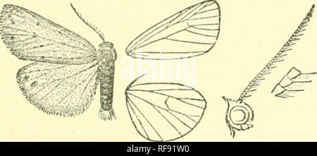 . Catalogo dei lepidotteri Phalaenae nel British Museum. Falene. PHILEA, 419 p. 103, pi. 94. ss. 3-4; Hiibn. Eur. Schmett. ii. f. 105 ; Godt. Lep. Fr. iii. p. 392, pi. 41. fF. 3-4 ; SUud. Cat. p. 63; Kirby, Cat. L HCT. p. 350. Ochracea Phalana, Scop. Ann. Hist. Nat. v. p. 114 (1772). Flavo PhalcBna-nigropunctafn, Iletz. Gen. Spec. Ins. p. 40 (1783). Bombijx signata, Borkh. Eur. Sebmett. iii. p. 258 (1789); ESP. Scbnietfc. iv. p. 103, pi. 94. f. 5. Lithosia hinumerica, Drap. Ann. Sci. Pbys. Brux. i. p. 55, pi. 4. f. 8 (1819). Bomhyx flavicans, Hiibn. Eur. Sebmett. ii. ss. 344-345 (1827); Boisd, Foto Stock