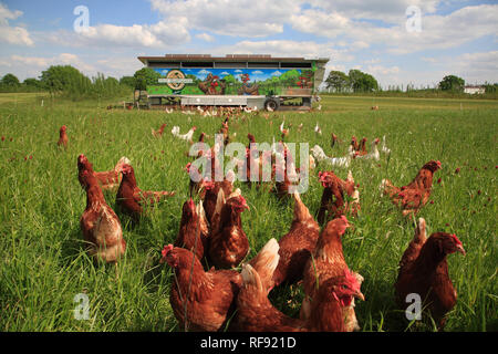 La corsa libera di pollo, Lüneburger Heide, Bassa Sassonia, Germania, Europa Foto Stock
