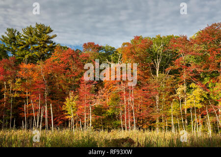 Una visualizzazione vivace dei colori autunnali crescente lungo una delle zone umide area coperta in cattails. Minute Man National Historical Park, Massachusetts Foto Stock