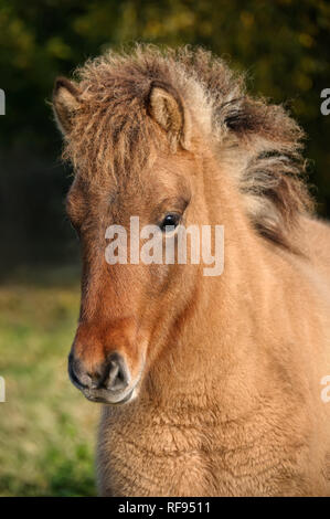 Un dun colorato cavallo islandese puledro con una testa scura maschera, ritratto Foto Stock