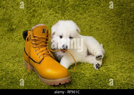 Baby pastore svizzero gioca con boot giallo Foto Stock