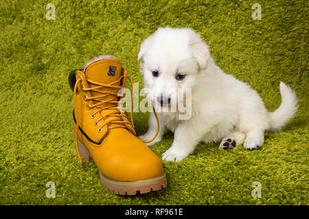 Baby pastore svizzero gioca con boot giallo Foto Stock