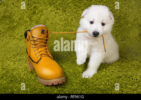 Baby pastore svizzero gioca con boot giallo Foto Stock