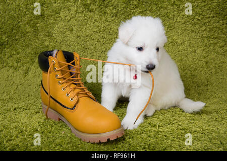 Baby pastore svizzero gioca con boot giallo Foto Stock