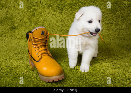 Baby pastore svizzero gioca con boot giallo Foto Stock