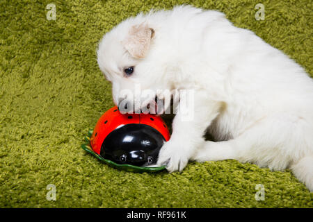 Baby pastore svizzero gioca con boot giallo Foto Stock