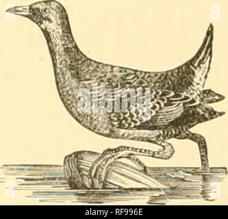 . Un catalogo degli uccelli di Indiana. Gli uccelli. 32 Sottordine RALLI. Rotaie ; Gallinules ; Folaghe, ecc. Famiglia RALLID^. Rotaie; pollo sultano.-, ecc. Subfamiglia RALLINJv rotaie. Genere RALLUS Linn-EOS. '72. Rallus elegans e. Re della rotaia; rosso-bukasted RiiL; "MiRSH Hen." verso sud migrante ; estate residente, rare in alcuni luoghi, ma comune attraverso la parte settentrionale dello Stato, dove si riproducono in alcuni numeri. Essi passano verso nord in aprile e i primi di maggio e procedere immediatamente alla nidificazione. I nidi sono stati trovati con fre&lt;h uova in giugno. (Deane) i genitori hanno notato, con "down Foto Stock