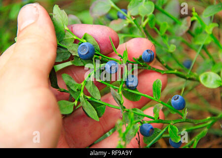 Mano umana raccolta di bacche selvatiche. La mietitura whortleberries. Mature bacche scure di mirtillo nero nella foresta. Il prelievo di mirtilli. Raccolto di forest berry. Blue Foto Stock