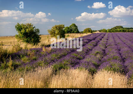 Campo di lavanda pronta per la mietitura Foto Stock