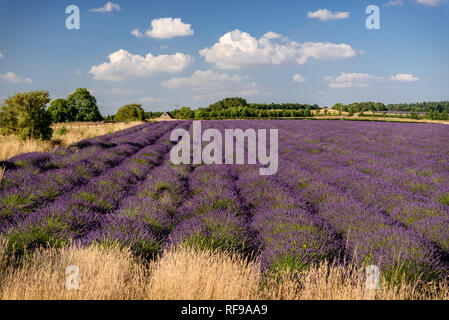 Campo di lavanda pronta per la mietitura Foto Stock